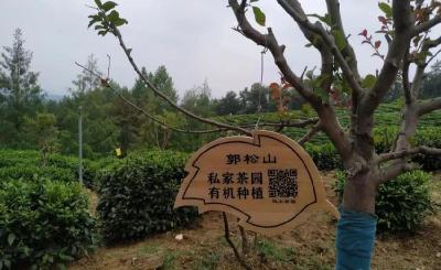 郧西县“茶园认种”助力产业兴旺