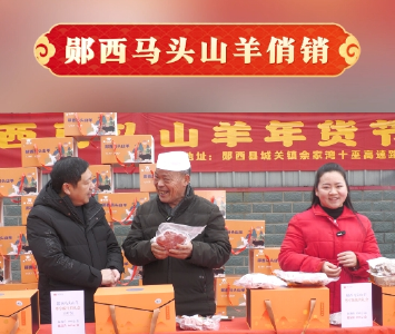 郧西马头羊俏销