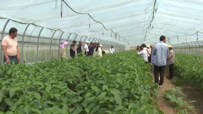 十堰郧西：高山蔬菜培训班开到田间地头