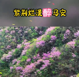 紫荆烂漫醉马安 