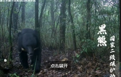 #湖北野生动物组团遛弯#
