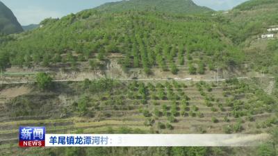 羊尾镇龙潭河村：350亩樱桃成熟 周末采摘乐趣浓.mp4