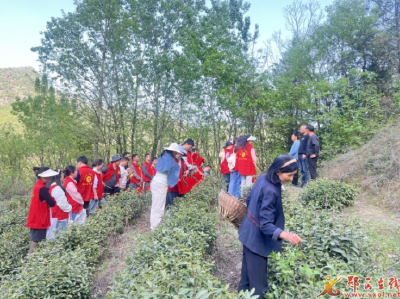 羊尾镇：青年干部“茶山实践”为乡村振兴“蓄能充电”