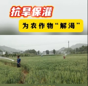 抗旱保苗