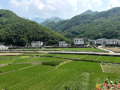 店子镇：机械插秧忙 沃野披“绿装”