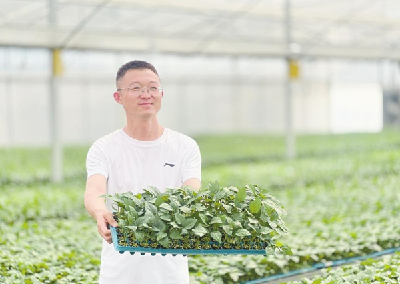 92%成活率+600万元增收——黄梅这家育苗工厂如何跻身全省前三？
