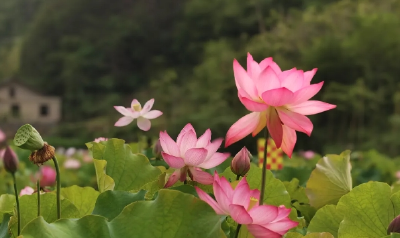 因“荷”而来，为“荷”停留。