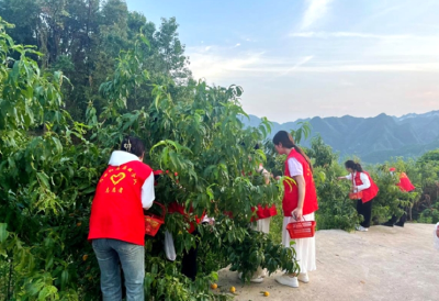 马安镇：桃林涌动“志愿红” 助农抢收解民忧