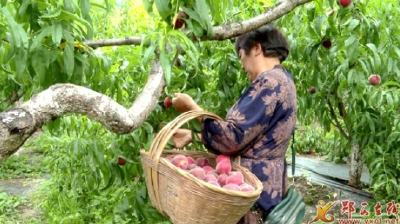 涧池乡：桃园果飘香 采摘正当时
