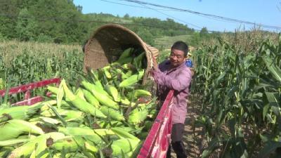 河夹镇甜玉米迎来丰收季       