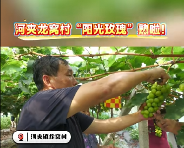 河夹镇龙窝村“阳光玫瑰”熟啦！