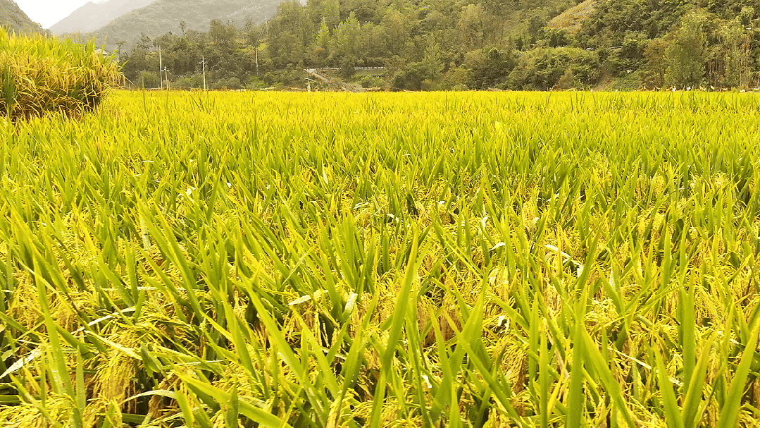 秋分喜迎“丰收节”，遍地金黄“好丰景”