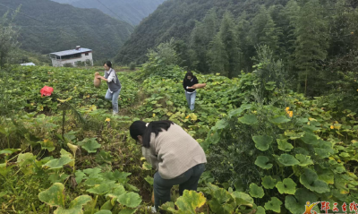 羊尾镇：田间课堂结硕果 “责任田”里践初心