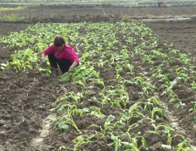 计划9.6万亩！郧西秋播油菜抢种忙