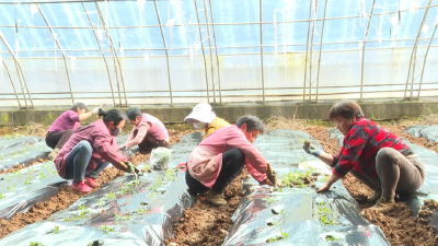 【新春走基层】早春定植忙 抢“鲜”正当时