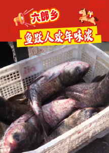 鱼跃人欢年味浓