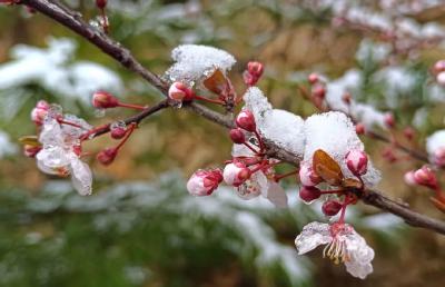 美到犯规！郧西这里下起了“桃花雪”！