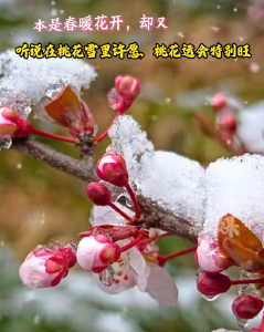桃花雪