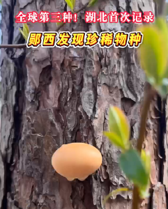 郧西发现珍稀物种
