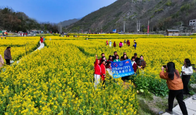 花开成海！郧西的春天，美得藏不住了