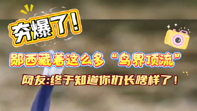 "鸟界顶流"