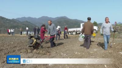 香口乡菌草种植助农增收保生态.