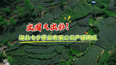 出圈又出彩！湖北七夕茶业有限公司产销两旺