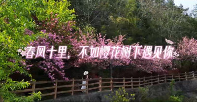 ​樱花满开，赴一场春日之约