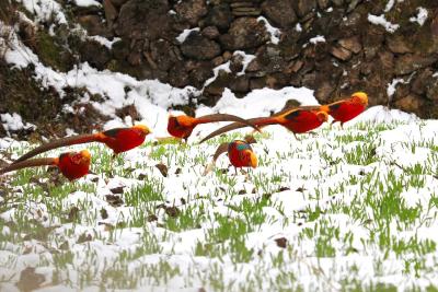 太惊艳！郧西竟藏着这么多“鸟界顶流”