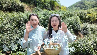 与其等风来，不如采茶去！七夕美人茶鲜采现制，不负春光不负卿。