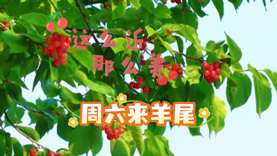 这么近，那么美！周六来羊尾