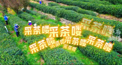 春入茶山 一叶倾心！