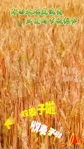 郧西大地麦浪黄 三夏时节收割忙