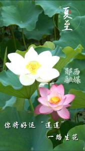 夏至已至，美好如期而至