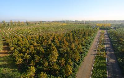 荆州“创森”工作启动 两年将植树造林127万亩
