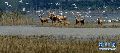 荆州石首麋鹿国家级自然保护区麋鹿种群发展迅速