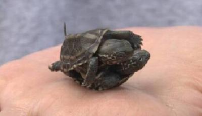 奇！荆州双胞胎小乌龟成连体婴 天天相爱相杀