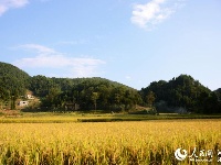 湖北恩施:硒都秋色美如画