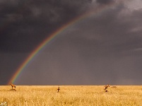 彩虹下的非洲兽群 静谧祥和令人神往