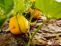 湖北恩施:硒都秋色美如画