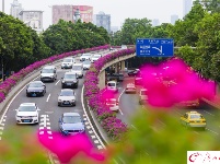 簕杜鹃盛放 航拍广州高架桥“紫红花道” 