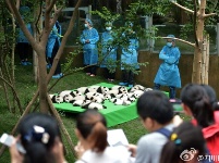这才是真正的宇宙第一天团！23只熊猫幼仔集体亮相，萌化了……