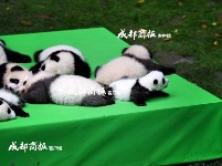 这才是真正的宇宙第一天团！23只熊猫幼仔集体亮相，萌化了……