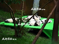 这才是真正的宇宙第一天团！23只熊猫幼仔集体亮相，萌化了……