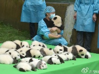 这才是真正的宇宙第一天团！23只熊猫幼仔集体亮相，萌化了……