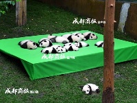 这才是真正的宇宙第一天团！23只熊猫幼仔集体亮相，萌化了……