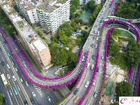 簕杜鹃盛放 航拍广州高架桥“紫红花道” 
