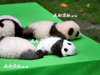 这才是真正的宇宙第一天团！23只熊猫幼仔集体亮相，萌化了……