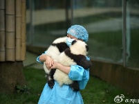 这才是真正的宇宙第一天团！23只熊猫幼仔集体亮相，萌化了……