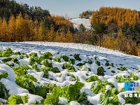 神农架初雪秋色 山上冰雪山下秋